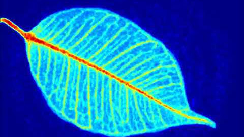 Laser speckle live imaging