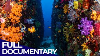 Underwater Garden | If There Was No Land on Earth | FD Ocean