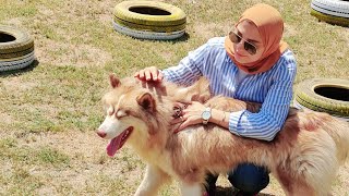 اهم 9 نقاط وحقائق مش معروفه عند  سلاله الهاسكي  (Husky)