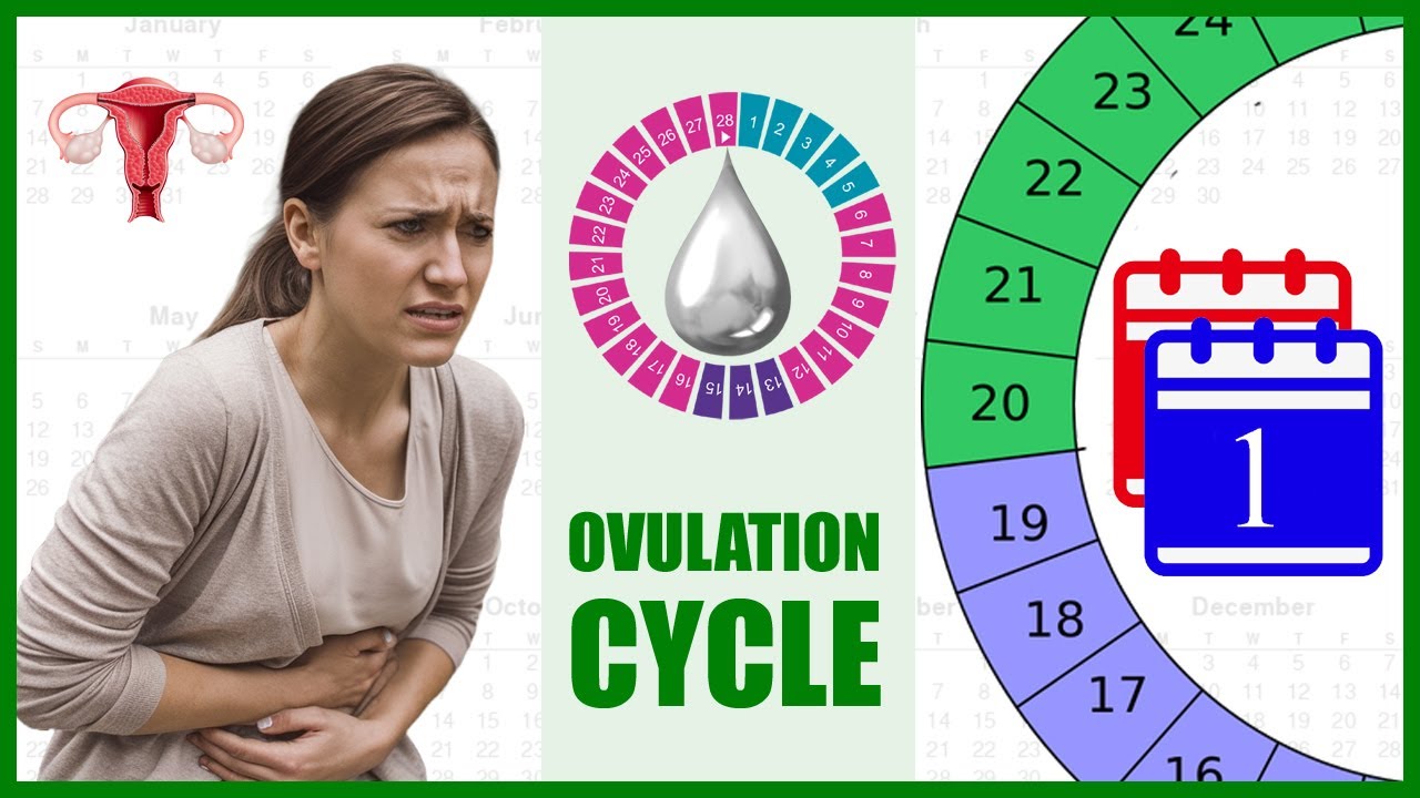 Ovulation Cycle – How to Calculate Ovulation Date | Full Calendar - YouTube