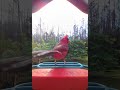 Mr. and Mrs. Cardinal visiting the Birdbuddy smart bird feeder! https://amzn.to/4wjZRuv
