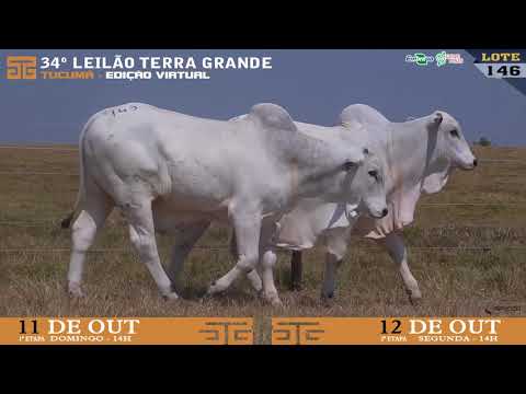 LOTE 146