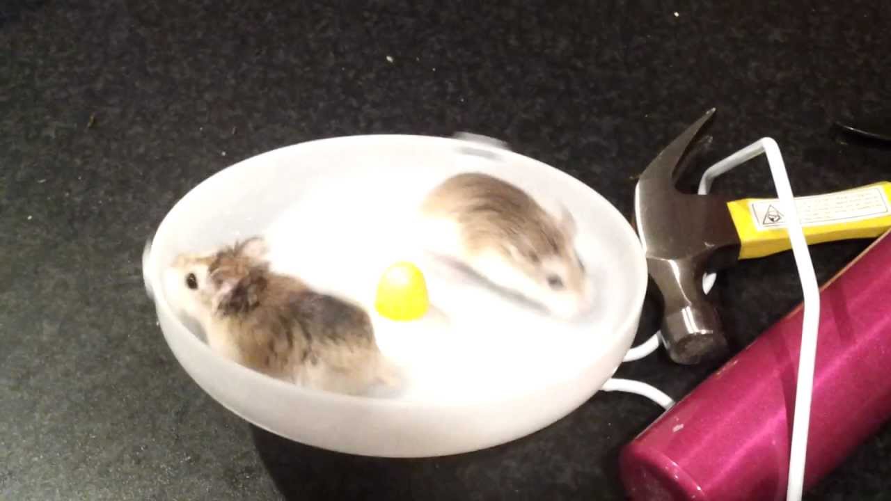 Crazy hamsters on a flying saucer YouTube