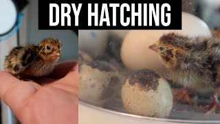 Dry Hatching Quail in the Nurture Right 360!