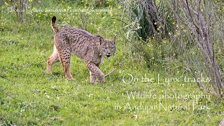 On the Lynx' tracks - Wildlife photography in Andujar Natural park