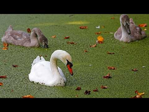 Canais históricos de cidade belga ficam verdes após verão recorde