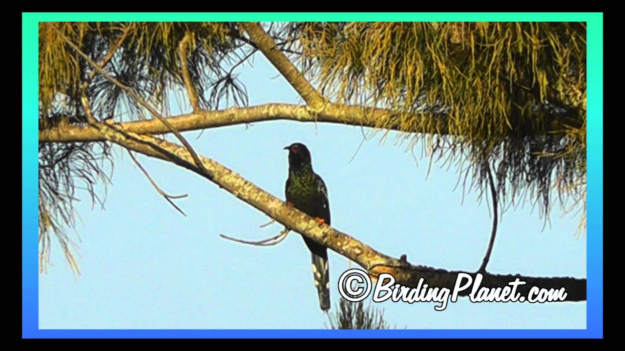 RedBilled WoodHoopoe on Birding Planet (aka Green Woodhoopoe)