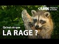 Luhn explique la rage  uhn explains rabies