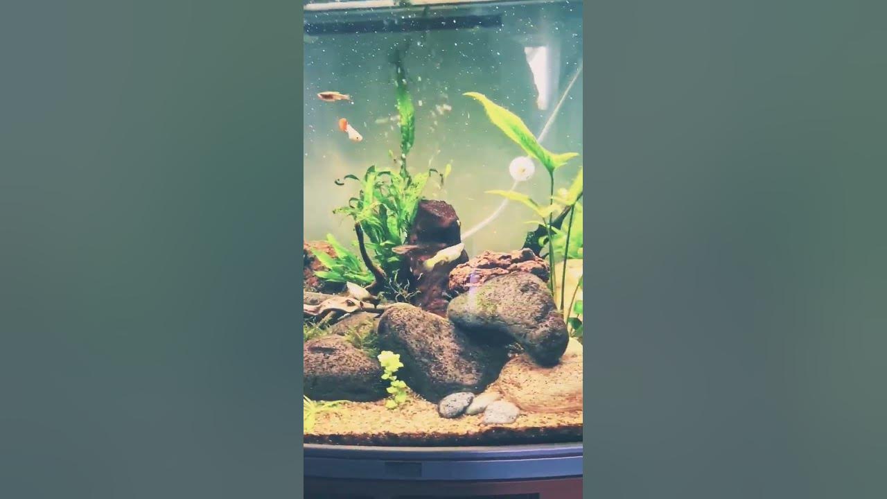 How Aquariums Can Improve Your Mental Health The Surprising Benefits