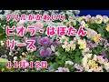 フリルがかわいいビオラとはぼたんのリース！カントリー風のお宅の玄関に飾ります