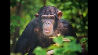 Loretta at 10: A Research Chimpanzee's Journey to Sanctuary