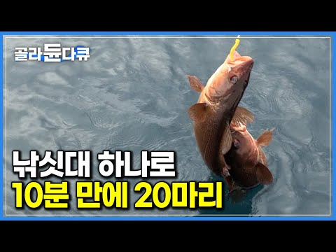 던지는 족족 줄줄이 올라오는 생선에 가득 찬 어선｜동네 바다에서 큰 놈만 쓸어담는 베테랑 어부의 만선 대구잡이｜세계테마기행｜#골라듄다큐