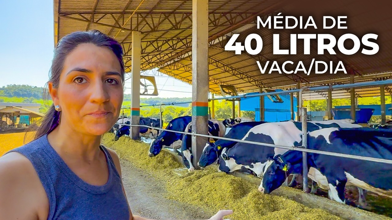 GRANJA RISSO: 135 VACAS, MÉDIA DE 40 LITROS POR DIA EM SISTEMA COMPOST BARN 🇧🇷