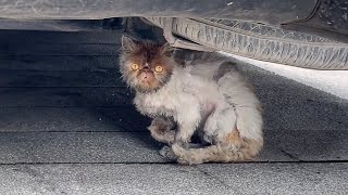 Бездомный кот, найденный под машиной, плотно следовал, просил еду из-за голода.