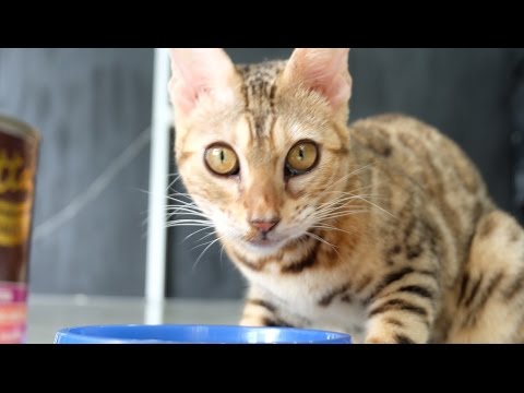 เบงกอล เสือบ้านที่น่ารัก (Bengal cat)