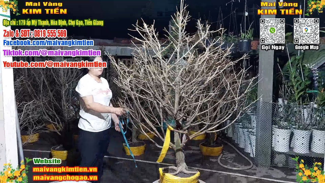 MS #576 - Mai Vàng Giảo Hạt Thủ Đức Tàng Đẹp Nhiều Nhánh Giá 1500k - Mai Vàng Kim Tiền Chợ Gạo