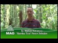 Producción de Bambú en Costa Rica