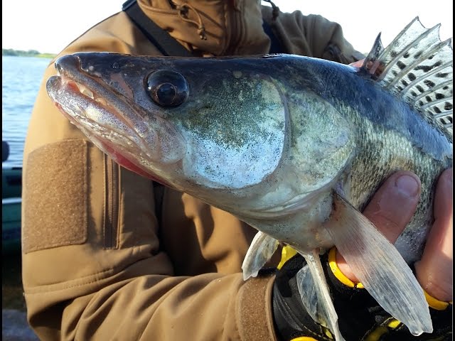 Yamaga Blanks Blue current 72/TZ + Shimano Stella 14 2500s - YouTube
