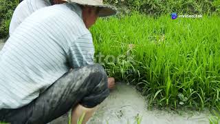 Key Historical Periods and Events in the History of Rice Cultivation in Japan