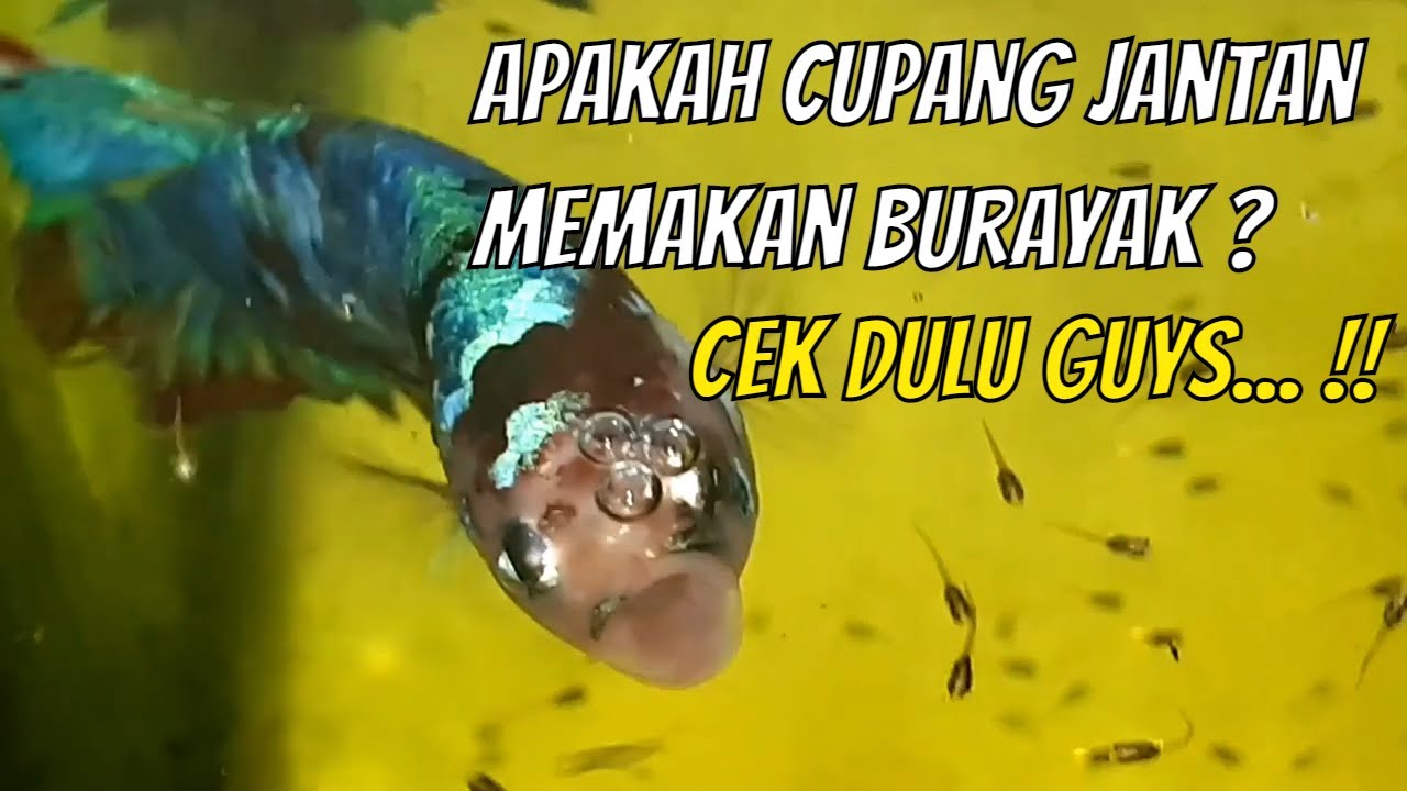 Benarkah Ikan Cupang Jantan Makan Burayak? Cek Faktanya...
