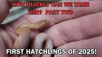 TAMING our WILD CAUGHT gopher snake. The first HATCHLINGS of 2025!