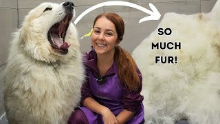 A legendary transformation on huge guardian dog  | Great Pyrenees