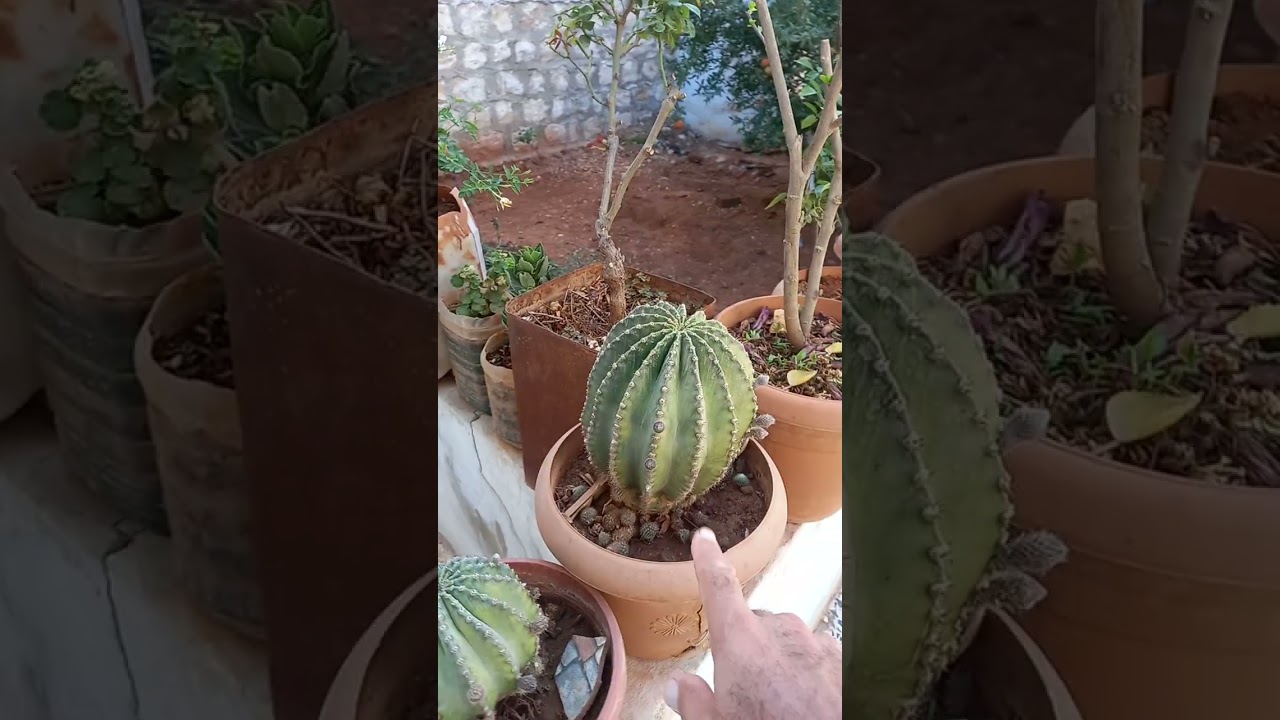 مقاومة الإكتئاب بزراعة الزهور . ناصر 