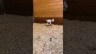 Just this baby goat is loving jumps😍😍 #animals #cute #funny #cuteanimals #goat