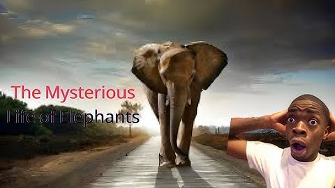 The Mysterious Life of Elephants – Facts You Won’t Believe