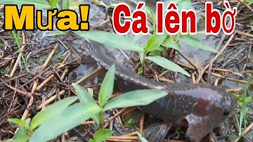 Kỳ Lạ! CÁ ĐI BỘ trên cạn SAU MƯA ĐẦU MÙA