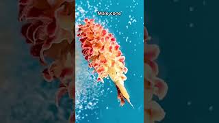 Conifer pollen under the microscope #biology #biologist #microscope #microscopy #conifer #shorts Wealth
