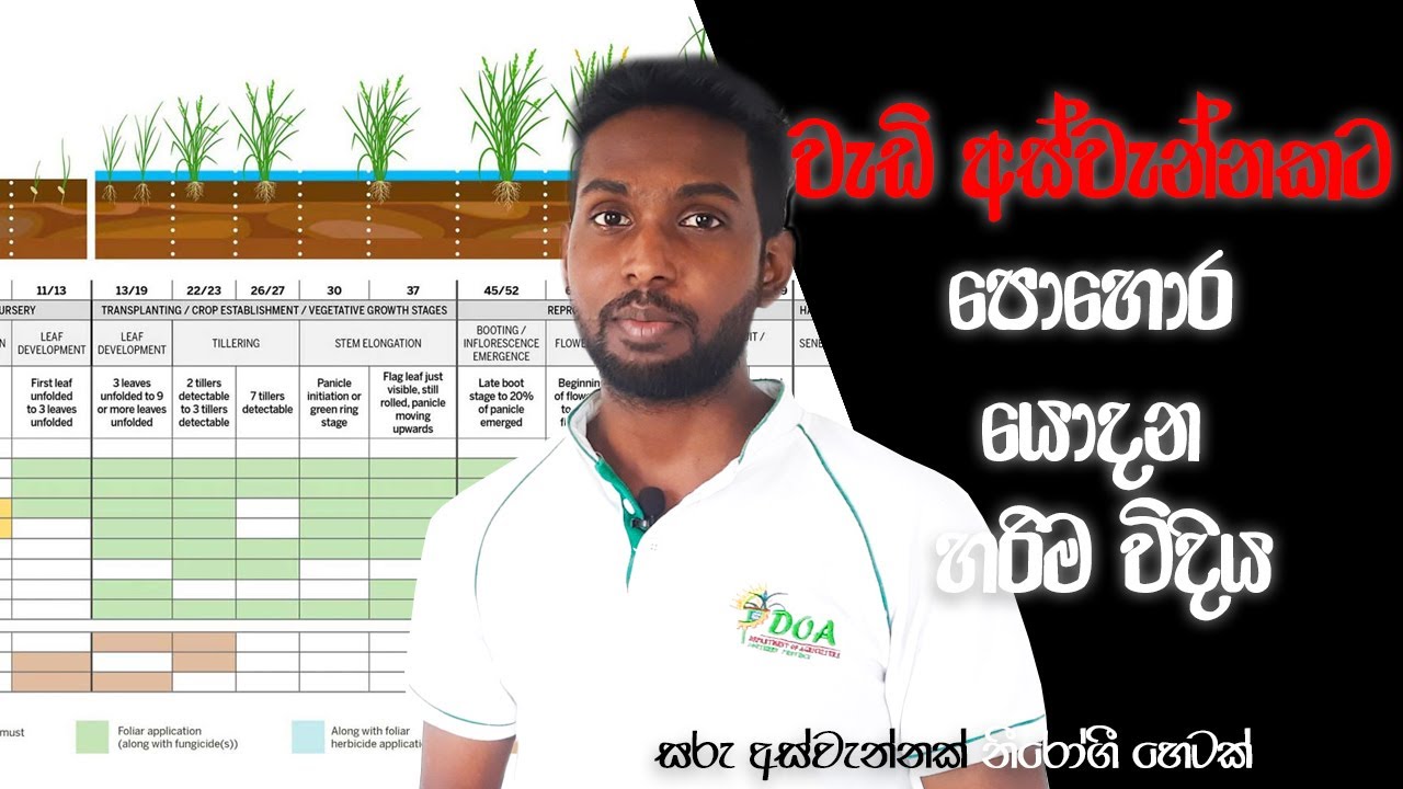 Paddy Fertilizer Deep Talk ( දැනගෙන පොහොර යොදමු )