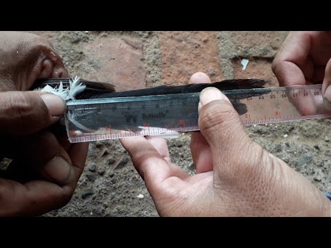 15cm Real Ekor Murai Batu Betina Indukan Youtube