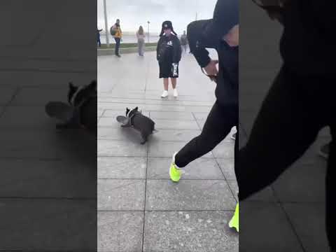 🛹Питерский скейтер Барон продолжает наворачивать круги по городу. Когда устал от поводка.