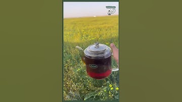 وترى كل أمة جاثية.. القارئ أنس المالك