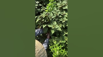 Hái tía tô nè #hatgiongrangdong #rangdongseeds