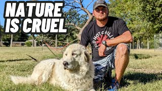 EMOTIONAL VIDEO - Dealing With DEATH And Livestock Guardian DOGS On The Farm