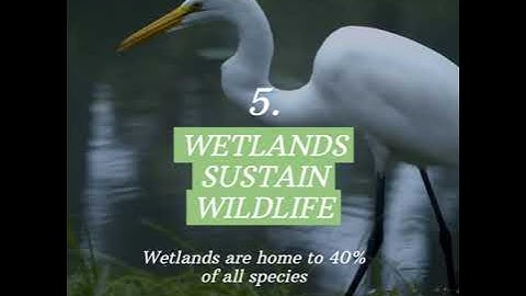 6 Reasons why restoring wetlands is vital for our future