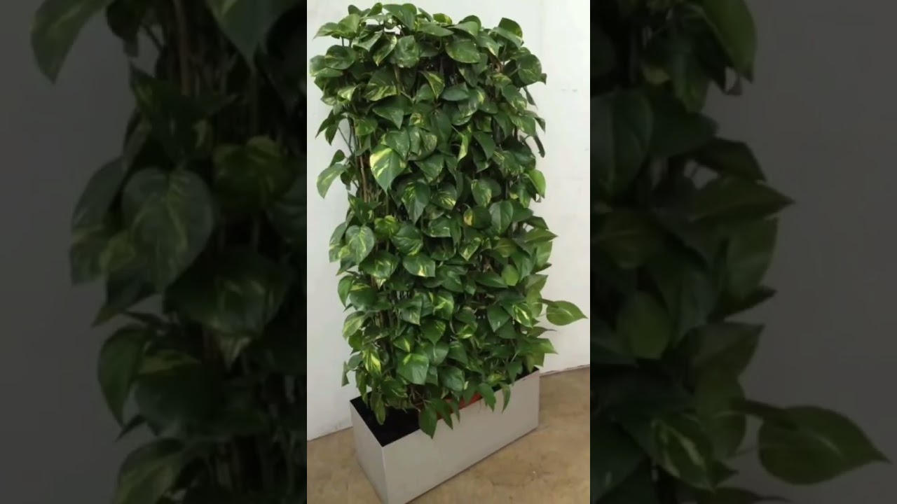 🌿 Vertical Garden Decor | Space-Saving Green Wall Ideas 🪴