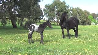 Amazing exotic coloured warmblood colt.. Wow!!