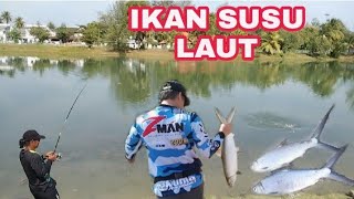 Ikan Susu Laut Strike Padu