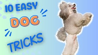 How to Teach Your Dog to do Tricks: 10 EASY Dog Tricks for Beginners by Dog Training Advice Tips 470 views 2 months ago 6 minutes, 23 seconds