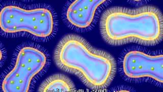 Arabic Translation - Animation of Antimicrobial Resistance