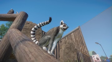 Planet Zoo: Ring Tailed Lemur