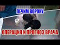 СПАСЕНИЕ ВОРОНЫ ЧАСТЬ 2. СДЕЛАЛИ ОПЕРАЦИЮ,КАКИЕ ПРОГНОЗЫ НА ВЫЗДОРОВЛЕНИЕ? НАДЕЕМСЯ НА ЛУЧШЕЕ!!!