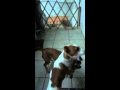 More cicca and rex play in slow motion
