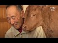 Why Has This Calf Began To Stalk His Grandpa? (Part 1) | Kritter Klub