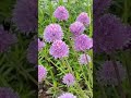 #happy #bee #flowers #garden #nature #shorts