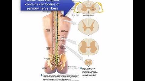 Ch 13 Spinal Cord and Spinal Nerves.mp4