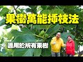 果樹萬能插枝法，適用於所有果樹